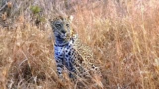Elusive Leopard In Bushes Kruger 13 July 2025