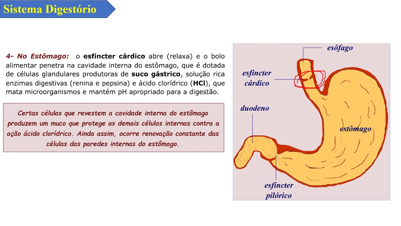 Aula #18 - Sistema digestório [6º Ano - Barão]