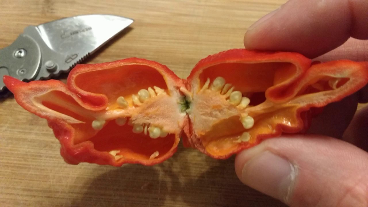 NEW HYBRID 1ST TIME REVIEWED EVER!!! AND HOT?! FORGET ABOUT IT!!!!!!