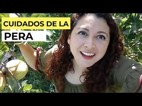 Video: Esperanza de vida del peral: ¿cuál es la vida útil de los perales?