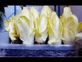 How to grow chicory/endive at home (indoors) 🌱