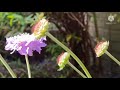 Update of my scabiosa with beautiful music ll bibo gwapito