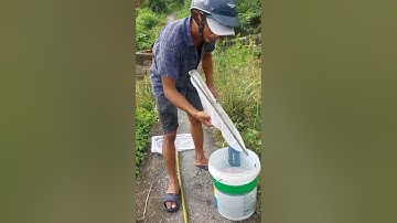 Bắt vài ngàn con cá nâu quá dễ dàng