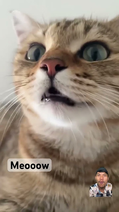 Suara Kucing Lapar #kucinglucu #cat #meow #funny #catlover #cat