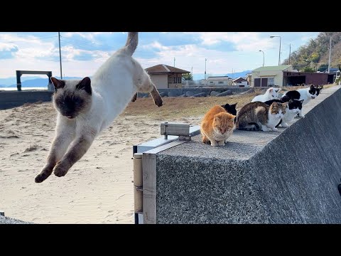 Japonya'nın muhteşem kedi adalarına seyahat edin! Dost kediler tarafından iyileştirildi.