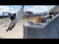 Travel to japans amazing cat island healed by friendly cats