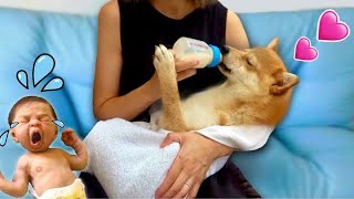 【柴犬は赤ちゃんになりたい】子猫の哺乳瓶でミルクをガブ飲みする姿が可愛いShiba Inu wants to be a baby