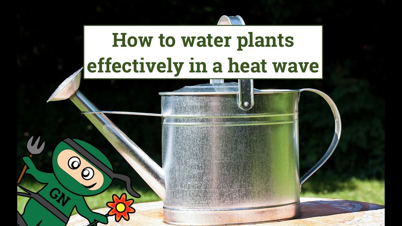 How to water plants effectively in a heat wave YouTube