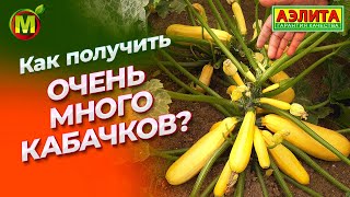 Как получить большой урожай кабачков?