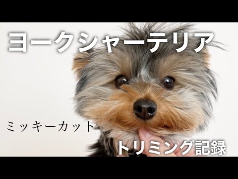 ヨークシャーテリアのトリミング ヨーキー ミッキーカット フクのキロク Youtube ヨークシャーテリアのトリミング ヨーキー ミッキーカット フクのキロク Youtube