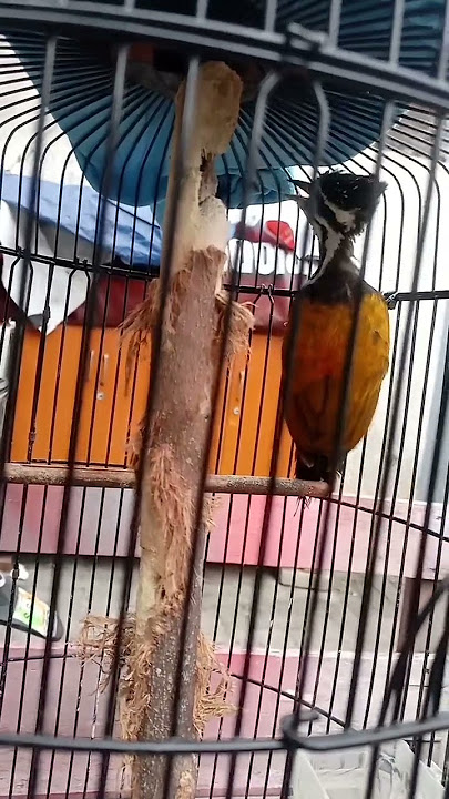 pelatuk bawang betina