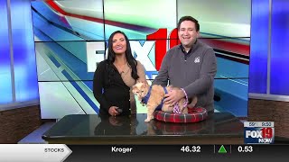 Save the Animals Foundation talks adoption opportunities