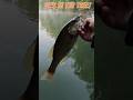 Bass Fishing Chaos in a Tree Top! 🎣🌳 | Lake James, NC