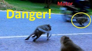 Sadness Poor Donkey Nearly Die Cos Motor Pity Donkey Run Fast Cos Fighting From Sweetpea Group