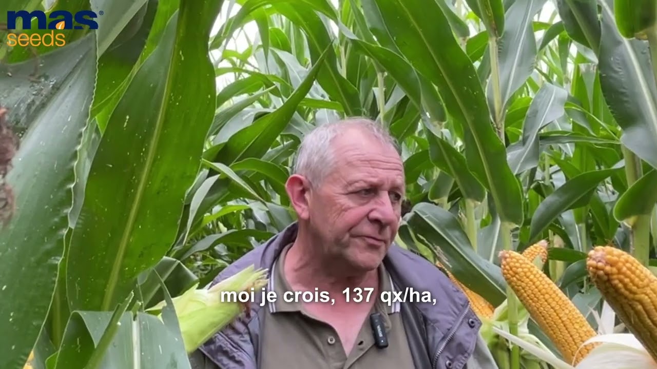 🌽 Alsace - MAS 448G : régularité, tenue et rendement validés