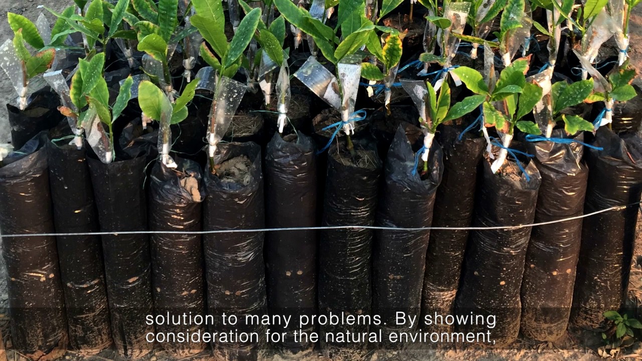 ORGANIC CASHEW OF COLOMBIA YouTube