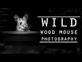 WILDLIFE PHOTOGRAPHY - Behind the scenes, urban garden wildlife photography