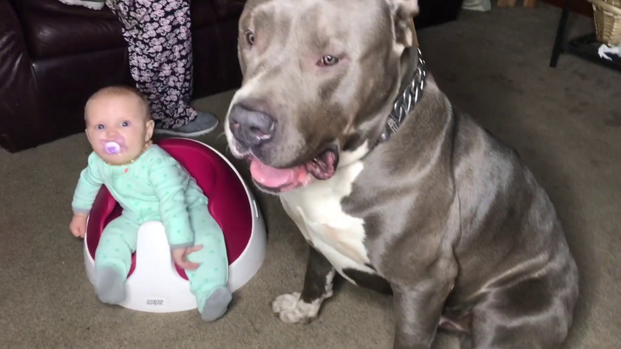 Pitbull Se Devora A Besos A Bebe Recien Nacido Video Pitbull Se Devora A Besos A Bebe Recien Nacido Video