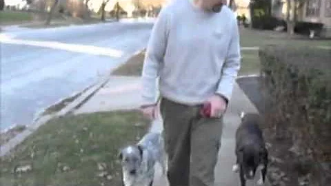 THE GREATEST GIFT THAT YOU CAN GIVE TO YOUR DOGS -...