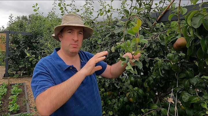 Summer pruning of cordon apples and pears | The 3 simple rules of summer pruning