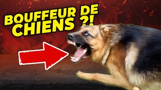 BERGER ALLEMAND 'BOUFFEUR DE CHIENS'