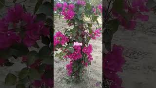 Flower gardening vlog shortvideo shorts short