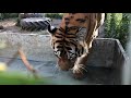 Жить с Тиграми - легко!Living with tigers is easy!)