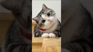 Kitty Capers Hilarious Cat Antics Caught On Camera
