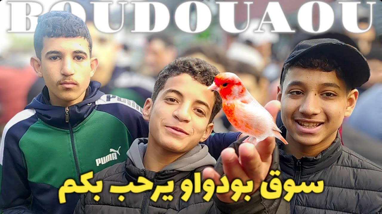 طيور الزينة من بودواو الزينة | سوق بيع و شراء كل انواع الطيور المغردة