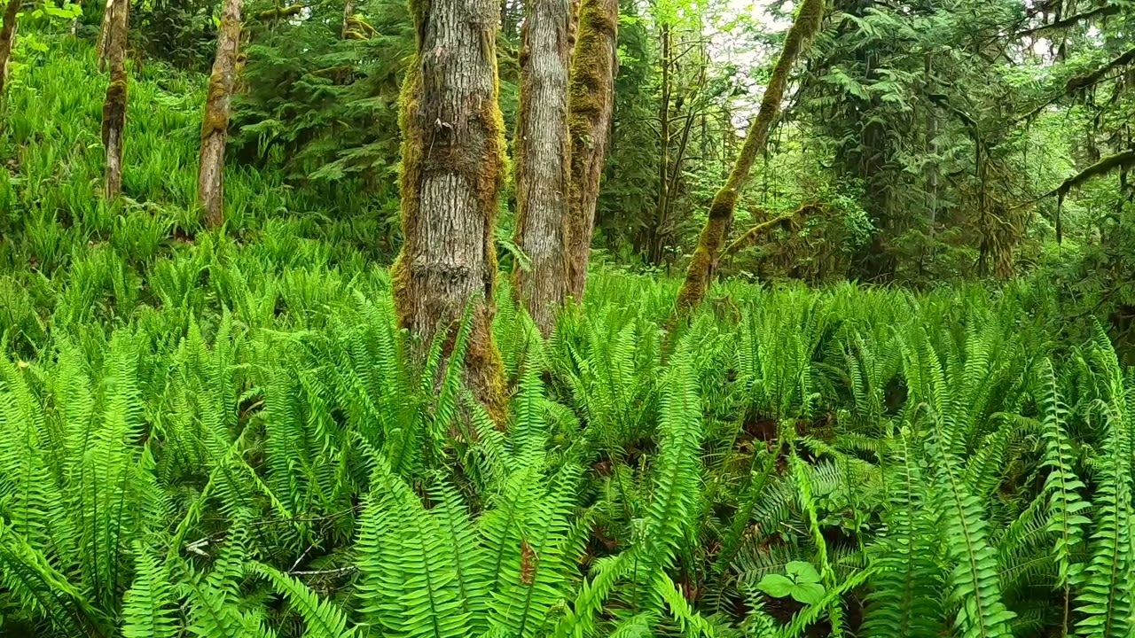 JUNGLE Ambience - Nature Immersion - Relaxation