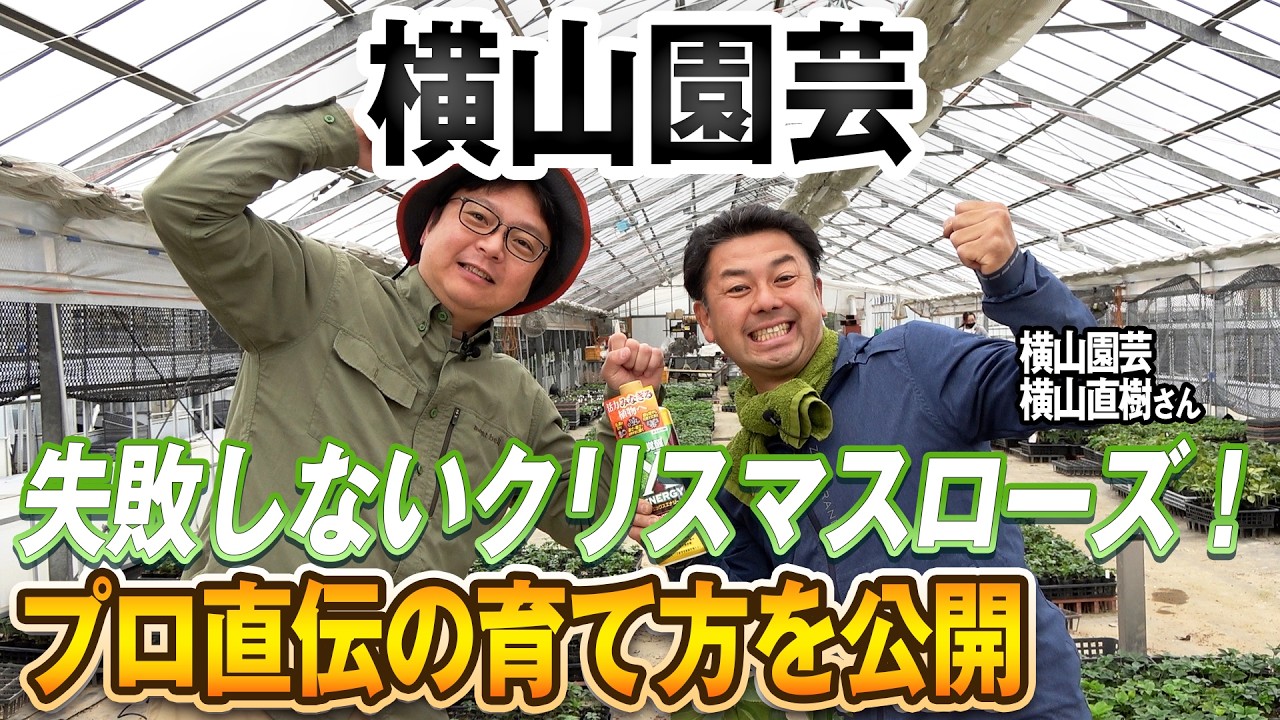 失敗しないクリスマスローズ！プロ直伝の育て方を公開（横山園芸）～ガーデンドクターTV33