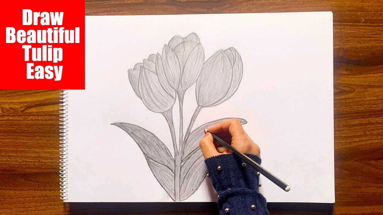 How to Draw Tulip Flower Step by Step YouTube