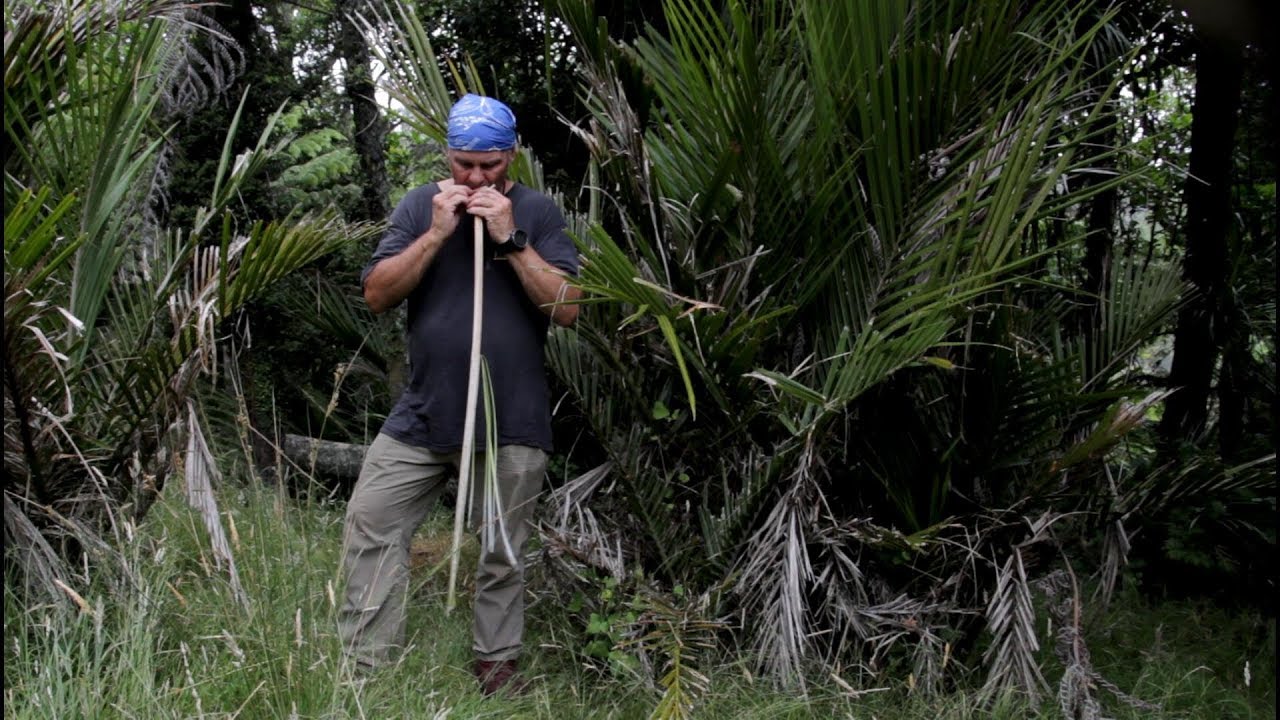 Nikau Palm. Survival Food From Wild Plants
