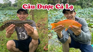 Câu Cá Diếc Chép Tự Nhiên Ở Cánh Đồng Sen