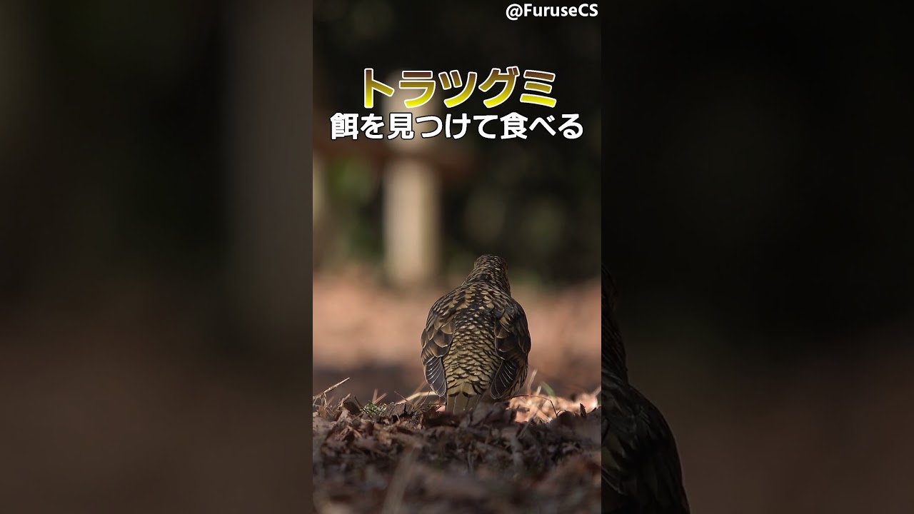 トラツグミ #shorts - YouTube
