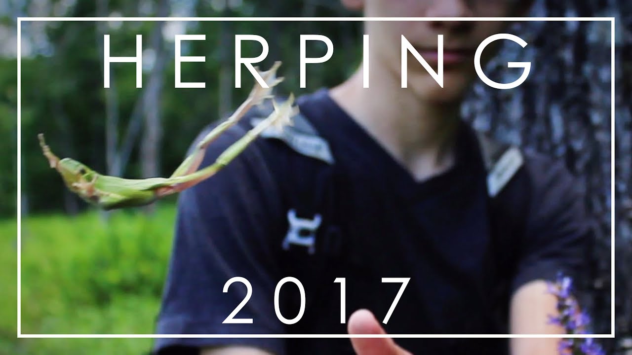 Herping Summer 2017 (ft. Blazed Herping & Amazing Animal Adventures)
