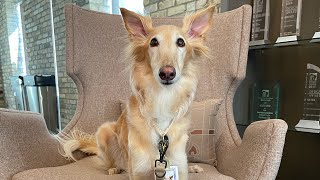 cleo’s first interior design job compilation #interiordesign #shorts #silkenwindhound #dogsofyoutube