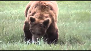 A Grizzly bear and his breath!!