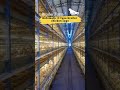 poultry farming house equipment for broiler chicken farm - RETECH Farming
