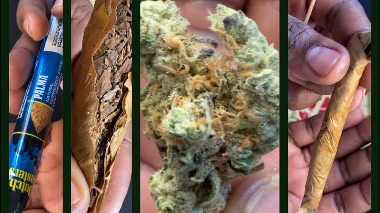 How to roll a GMO blunt.. Trulieve Cultivar Collection, Palma Dutch Master + Surgery tips