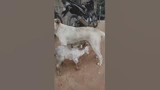 Viral video anak kambing di adopsi induk anjing