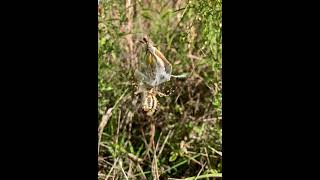 Yellow Garden Spider Catches Grasshopper In It’s Web