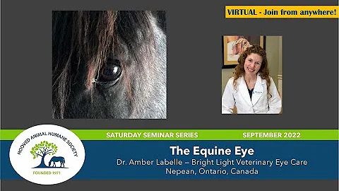 The Equine Eye by Dr. Amber Labelle