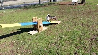 Swedish Vallhund Puppy Agility Distance Training- Teeter Totter by HM CHANNEL 42 views 7 years ago 9 seconds