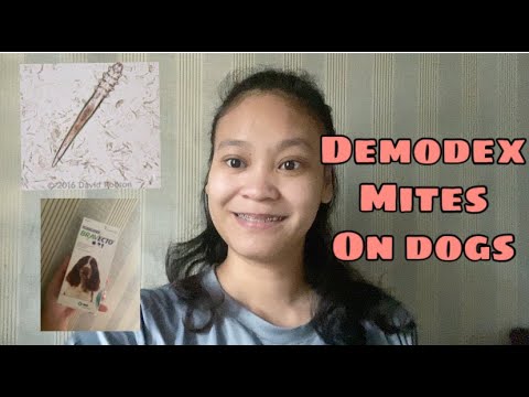 DEMODEX- GALIS ( Demodectic Mange) + BRAVECTO | Zeia Tuazon