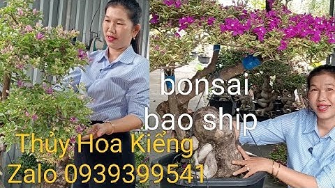11/12/2025 Thủy Hoa Kiểng giao lưu hoa giấy đẹp bonsai ,dáng đỗ ,tím cẩm thạch vip ..