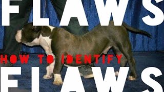 HOW TO IDENTIFY FLAWS IN YOUR BULLY DOG