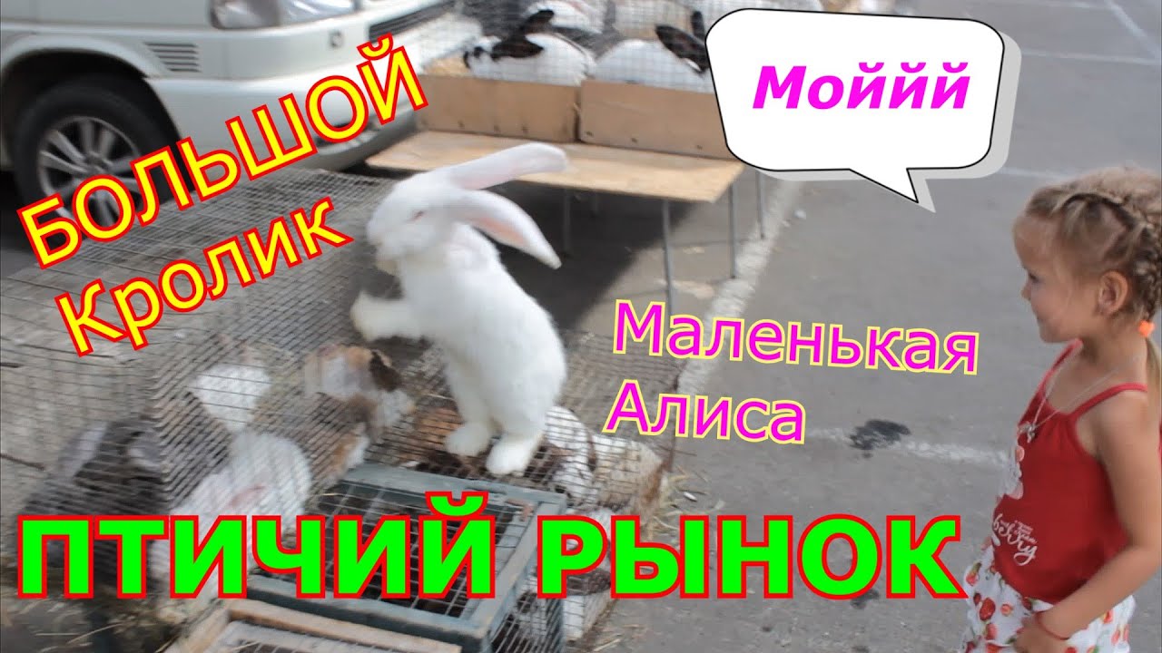 VLOG Птичий рынок КРОЛИК и РЫБКА Новые Друзья