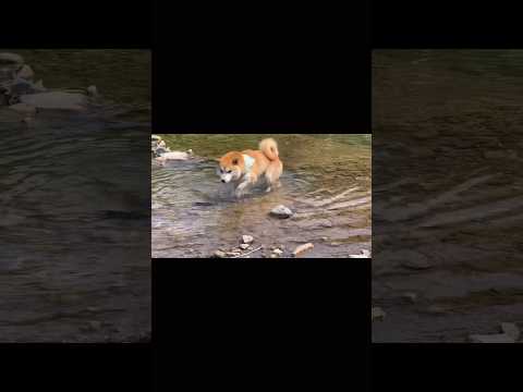 結局泳いだの？… #柴犬 #shiba