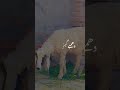 #Dumba#Sheep#VillageLife#AnimalLover#CuteSheep#Qurbani #VillageVlog#DesiAnimals#Shorts#YouTubeShorts
